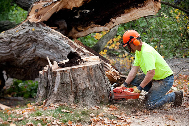 Best Hazardous Tree Removal  in Meadow Woods, FL